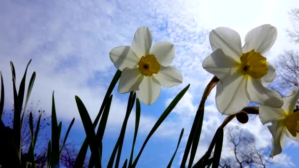 Biały Żonkil Kwiaty Tle Błękitnego Nieba Chmurami — Wideo stockowe