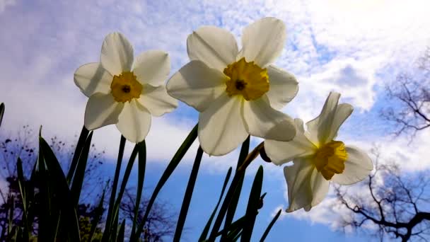 Witte Narcis Bloemen Een Achtergrond Van Blauwe Lucht Met Wolken — Stockvideo