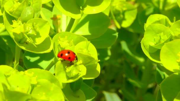 Nyckelpiggsskalbaggar Som Äter Blomblåmyrtensporre Bredbladig Glasögonsporre Euphorbia Myrsinites — Stockvideo