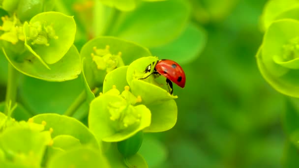 Nyckelpiggsskalbaggar Som Äter Blomblåmyrtensporre Bredbladig Glasögonsporre Euphorbia Myrsinites — Stockvideo