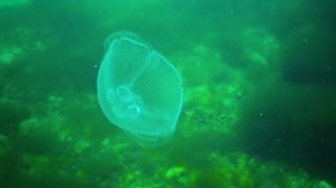 Genel denizanası, ay denizanası (Aurelia aurita) Karadeniz 'de algler üzerinde yüzer.