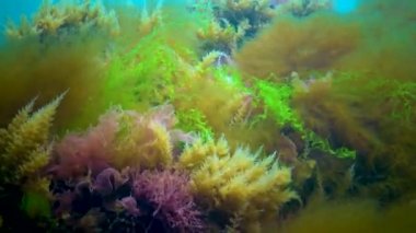 Karadeniz, Ukrayna 'da taşların üzerinde farklı yeşiller (Ulva, Enteromorpha), kahverengi ve kırmızı algler ve hidroidler bulunur.