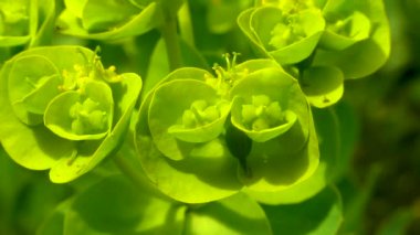 Mavi mersin yaprağı, geniş yapraklı glaucous-spurge (Euphorbia myrsinites)