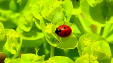 Çiçek mavisi bir mersin çiçeğinin üzerinde yiyen uğur böcekleri, geniş yapraklı glakus-spurge (Euphorbia myrsinites).