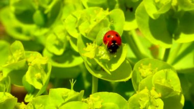 Çiçek mavisi bir mersin çiçeğinin üzerinde yiyen uğur böcekleri, geniş yapraklı glakus-spurge (Euphorbia myrsinites).