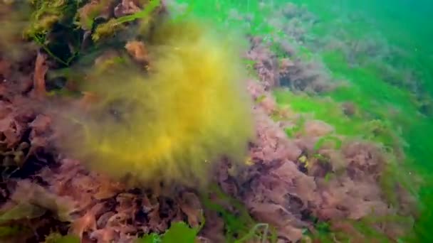 Diferentes Especies Algas Verdes Marrones Rojas Sobre Piedras Mar Negro — Vídeos de Stock
