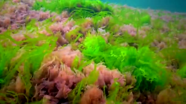 Diferentes Especies Algas Verdes Marrones Rojas Sobre Piedras Mar Negro — Vídeo de stock