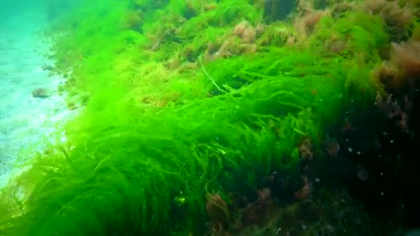 乌克兰黑海石子上的绿藻 褐藻和红藻的不同种类 — 图库视频影像