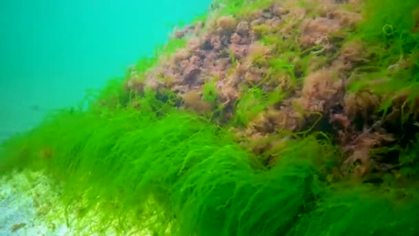 緑の異なる種 Ulva Enterforma 黒海の石の上に茶色と赤の藻類とヒドロイドObelia ウクライナ — ストック動画