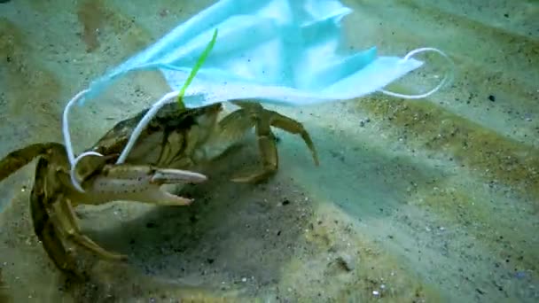 Duży Krab Uwikłany Maskę Medyczną Zanieczyszczenie Oceanu Plastikowymi Gruzami Morze — Wideo stockowe