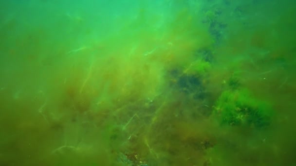 Uma Espécie Invasora Algas Desmarestia Viridis Flutua Contra Fundo Algas — Vídeo de Stock