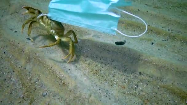 Large Crab Entangled Medical Mask Ocean Pollution Plastic Debris Black — Stock Video