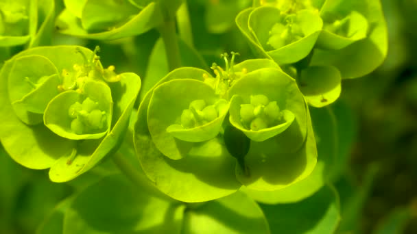 Urticaria Mirto Azul Urticaria Hoja Ancha Euphorbia Myrsinites — Vídeos de Stock