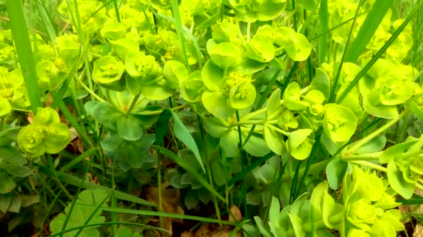 Blauwe Mirte Glaucous Spurge Met Brede Bladeren Euphorbia Myrsinites — Stockvideo