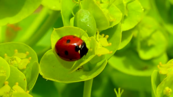 Lieveheersbeestjes Die Eten Een Bloemenblauwe Mirteveeg Breedbladige Glaucous Spurge Euphorbia — Stockvideo