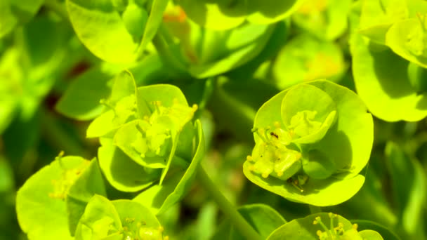 Μικρά Μυρμήγκια Τρώνε Μια Κυανή Μυρτιά Λουλουδιών Πλατύφυλλη Γλαύκωμα Euphorbia — Αρχείο Βίντεο