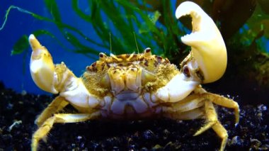 Karadeniz, İstilacı Yengeç, İşgalci Rhithropanopeus harrisii (Zuiderzee yengeci, cüce yengeci, estuarine çamur yengeci)