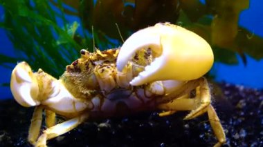 Karadeniz, İstilacı Yengeç, İşgalci Rhithropanopeus harrisii (Zuiderzee yengeci, cüce yengeci, estuarine çamur yengeci)