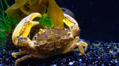 Karadeniz, İstilacı Yengeç, İşgalci Rhithropanopeus harrisii (Zuiderzee yengeci, cüce yengeci, estuarine çamur yengeci)