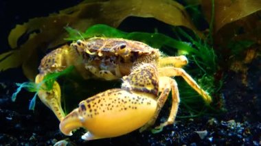 Karadeniz, İstilacı Yengeç, İşgalci Rhithropanopeus harrisii (Zuiderzee yengeci, cüce yengeci, estuarine çamur yengeci)