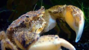 Karadeniz, İstilacı Yengeç, İşgalci Rhithropanopeus harrisii (Zuiderzee yengeci, cüce yengeci, estuarine çamur yengeci)