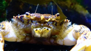 Karadeniz, İstilacı Yengeç, İşgalci Rhithropanopeus harrisii (Zuiderzee yengeci, cüce yengeci, estuarine çamur yengeci)