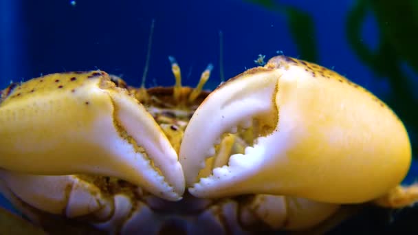 Černé Moře Invazivní Krab Vetřelec Rhithropanopeus Harrisii Krab Zuiderzee Krab — Stock video