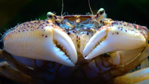 Schwarzes Meer Invasiver Krebs Eindringling Rhithropanopeus Harrisii Zuiderzee Krabbe Zwergkrabbe — Stockvideo