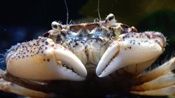 Schwarzes Meer Invasiver Krebs Eindringling Rhithropanopeus Harrisii Zuiderzee Krabbe Zwergkrabbe — Stockvideo