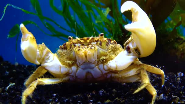 Black Sea Invasive Crab Invader Rhithropanopeus Harrisii Zuiderzee Crab Dwarf — Stock Video