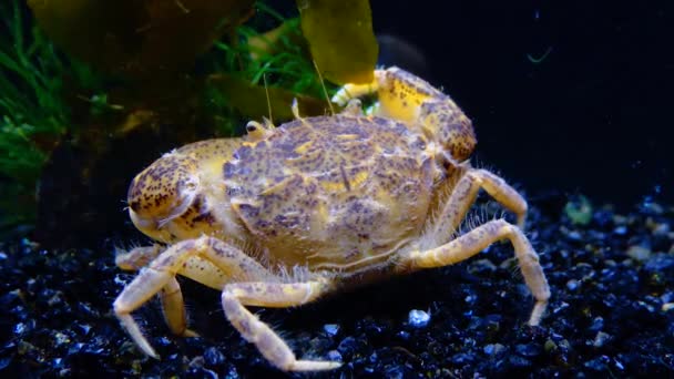 Schwarzes Meer Invasiver Krebs Eindringling Rhithropanopeus Harrisii Zuiderzee Krabbe Zwergkrabbe — Stockvideo