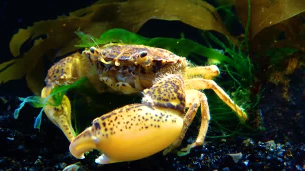 Black Sea Invasive Crab Invader Rhithropanopeus Harrisii Zuiderzee Crab Dwarf — Stock Video