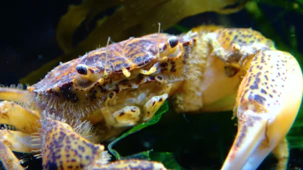 Svarta Havet Invasiv Krabba Inkräktare Rhithropanopeus Harrisii Zuiderzee Krabba Dvärgkrabba — Stockvideo