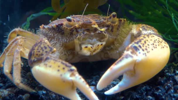 Morze Czarne Inwazyjny Krab Najeźdźca Rhithropanopeus Harrisii Krab Zuiderzee Krab — Wideo stockowe