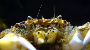Karadeniz, İstilacı Yengeç, İşgalci Rhithropanopeus harrisii (Zuiderzee yengeci, cüce yengeci, estuarine çamur yengeci)