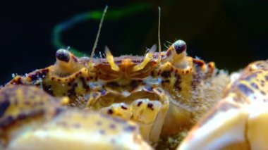 Karadeniz, İstilacı Yengeç, İşgalci Rhithropanopeus harrisii (Zuiderzee yengeci, cüce yengeci, estuarine çamur yengeci)