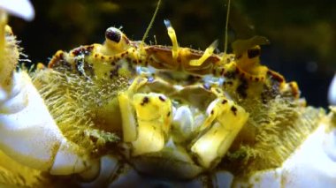 Karadeniz, İstilacı Yengeç, İşgalci Rhithropanopeus harrisii (Zuiderzee yengeci, cüce yengeci, estuarine çamur yengeci)
