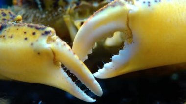 Karadeniz, İstilacı Yengeç, İşgalci Rhithropanopeus harrisii (Zuiderzee yengeci, cüce yengeci, estuarine çamur yengeci)