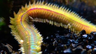 Polychaetes, deniz solucanları Nereis. Karadeniz 'in Hayvanı