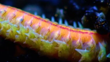 Polychaetes, deniz solucanları Nereis. Karadeniz 'in Hayvanı