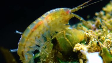 Küçük kabuklu Gammarus, Karadeniz Diadumene Lineta 'sında bir istilacı olan küçük bir aktinia tarafından yakalandı.