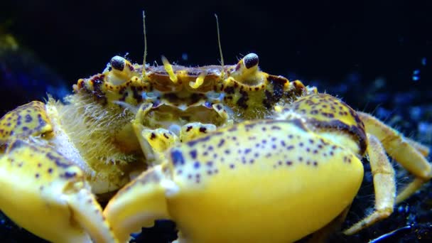 Černé Moře Invazivní Krab Vetřelec Rhithropanopeus Harrisii Krab Zuiderzee Krab — Stock video