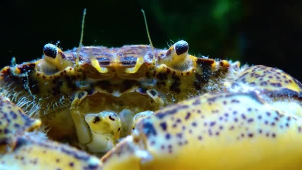 Černé Moře Invazivní Krab Vetřelec Rhithropanopeus Harrisii Krab Zuiderzee Krab — Stock video