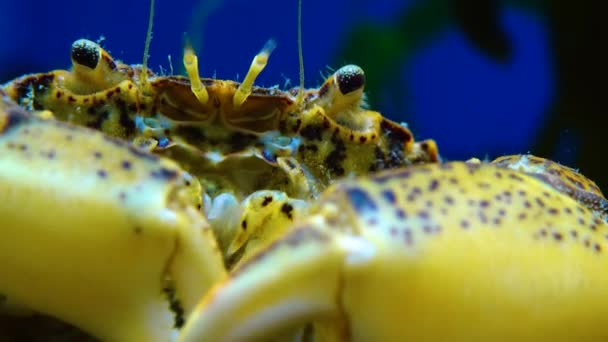 Schwarzes Meer Invasiver Krebs Eindringling Rhithropanopeus Harrisii Zuiderzee Krabbe Zwergkrabbe — Stockvideo