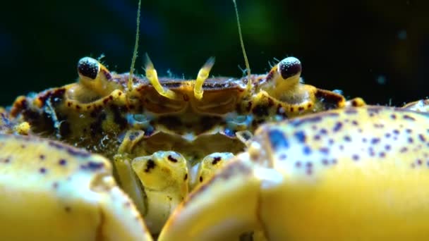 Mer Noire Crabe Envahissant Envahisseur Rhithropanopeus Harrisii Crabe Zuiderzee Crabe — Video