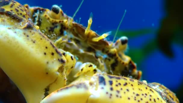 Svarta Havet Invasiv Krabba Inkräktare Rhithropanopeus Harrisii Zuiderzee Krabba Dvärgkrabba — Stockvideo