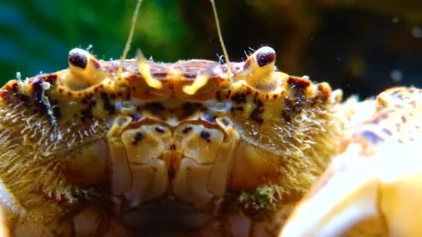 Mar Negro Caranguejo Invasor Invasor Rhithropanopeus Harrisii Caranguejo Zuiderzee Caranguejo — Vídeo de Stock