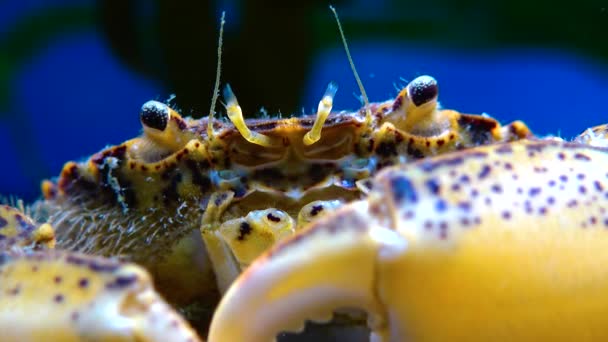 黑海蟹 入侵蟹 入侵蟹 小螃蟹 河口泥蟹 — 图库视频影像