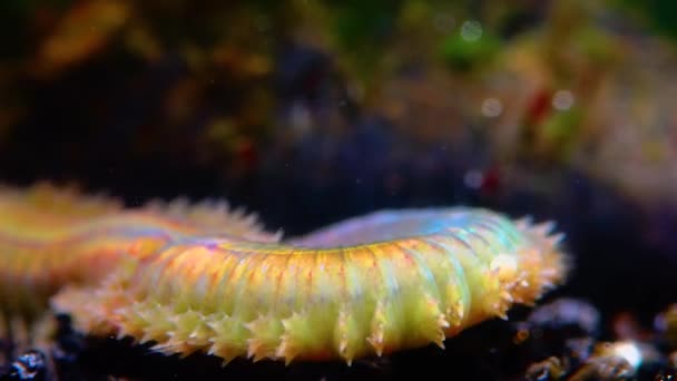 Polychetes Vermes Marinhos Nereis Fauna Mar Negro — Vídeo de Stock