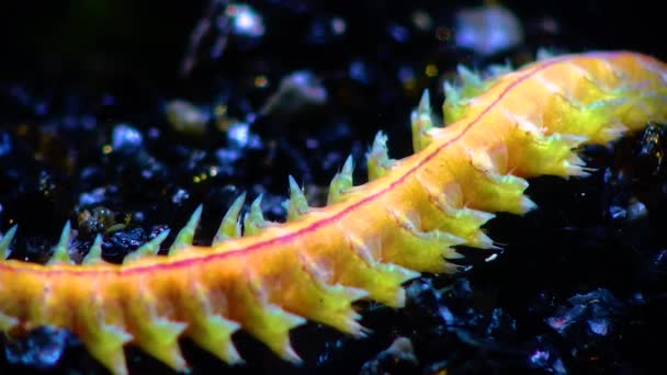 多毛生物 海洋蠕虫 黑海的动物 — 图库视频影像